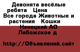 Девонята весёлые ребята › Цена ­ 25 000 - Все города Животные и растения » Кошки   . Ненецкий АО,Лабожское д.